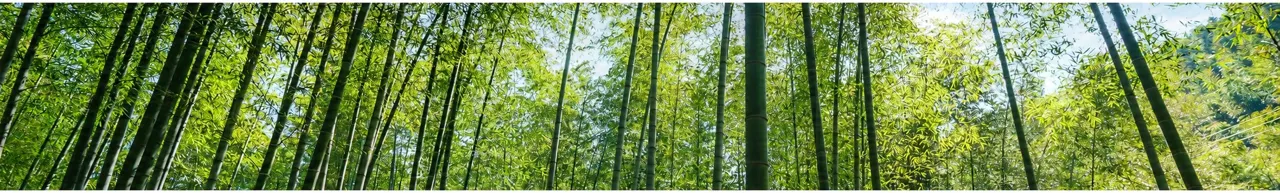 Sunlight passing through a wide green bamboo grove.